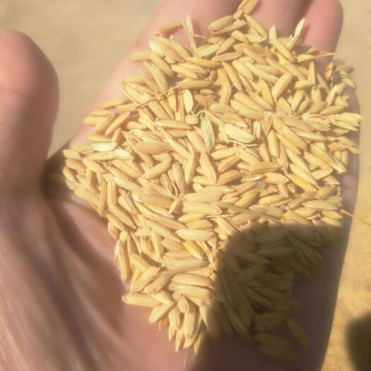蚌埠粳稻谷 量足，饱满，颜色正