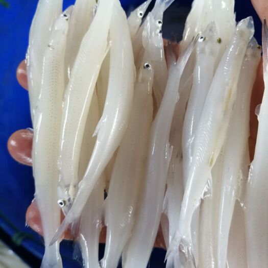 苏州 大银鱼卵