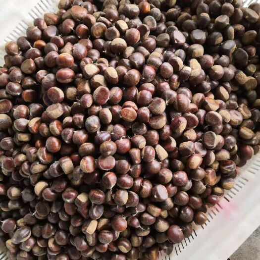 蒙阴县沂蒙板栗 特级 特选