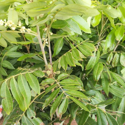 容县四季龙眼苗 四季龙眼花果同树，四季可挂果。