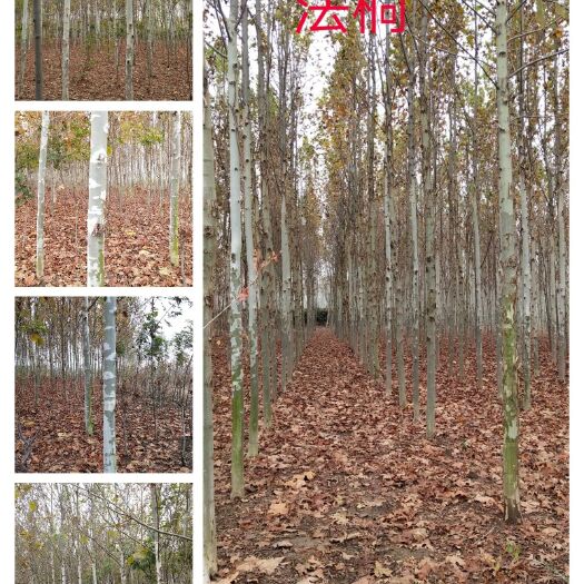 肥城市法国桐树 法桐