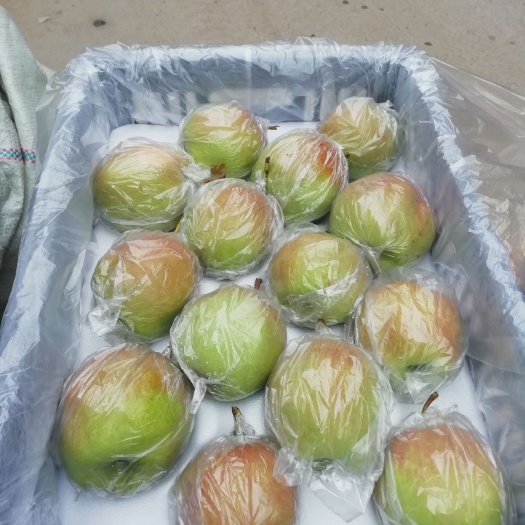 赵县玉露香梨 80mm以上 6-8g