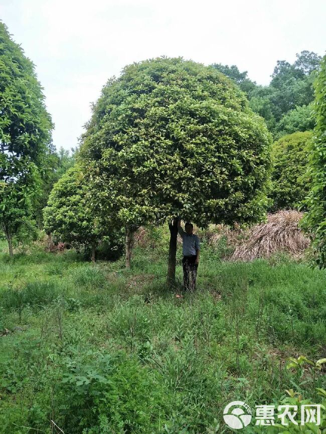 黄金桂花树