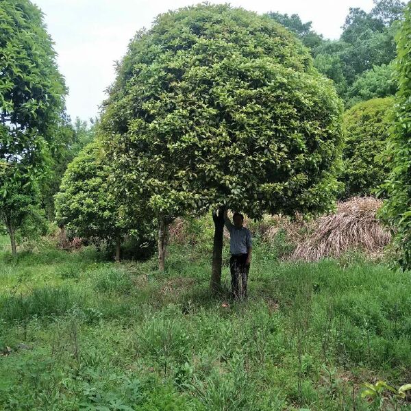 黄金桂花树