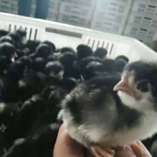 衡阳芦花鸡苗 纯种黑芦花鸡苗包打疫苗 运输包损耗 提供技术指导