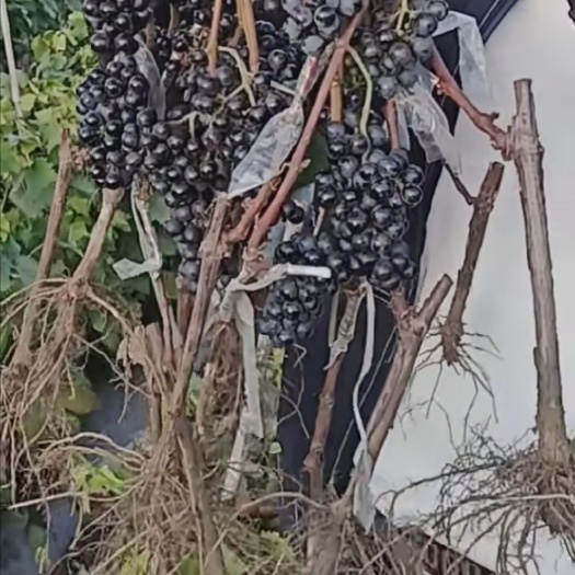 平邑县冰美人葡萄苗 北冰红葡萄，抗寒零下38度 ，纯度，保成活，死苗补发