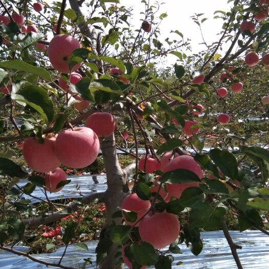 白水县白水苹果 陕西白水红富士，口感果面色度杠杠的，质量有保证，保甜保脆。