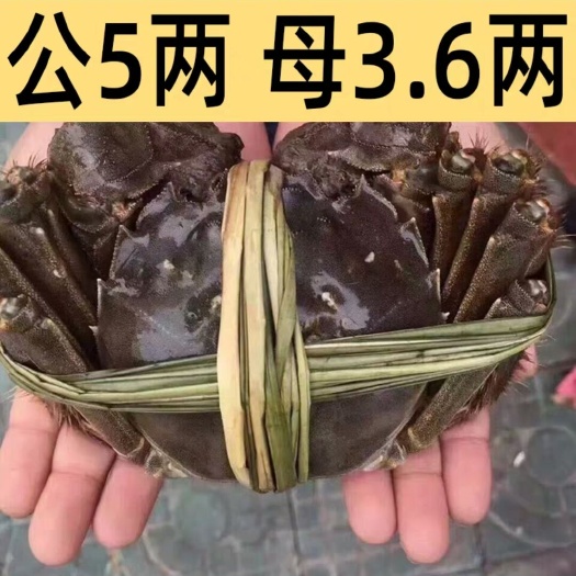 无为市安徽螃蟹  要大螃蟹的联系我，价格你定，走量