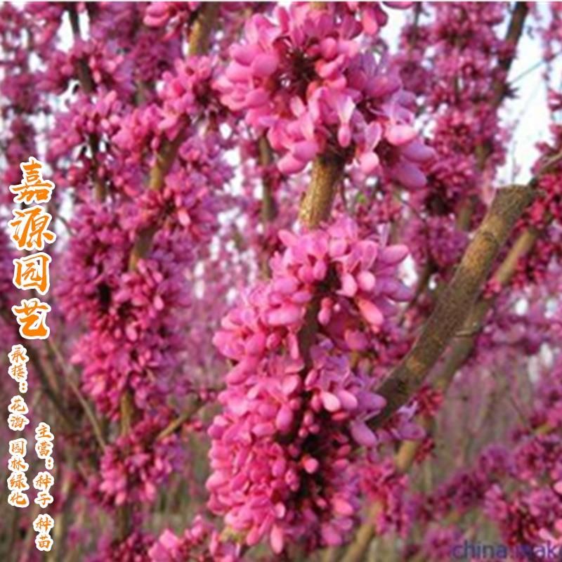 沭阳县紫荆花种子  新采紫荆种子 紫荆苗紫荆巨紫荆种子 紫荆树种子