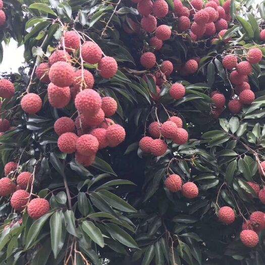 灵山县 妃子笑荔枝苗