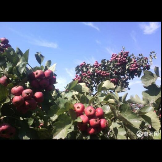 清河县 山楂种植基地