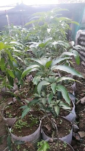 景东县景东晚熟芒果苗 景东晚熟芒果嫁接苗 大量出售 当年挂果 盆景  地栽都有货