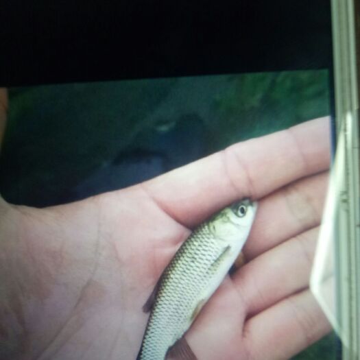 昆明 草鱼苗，乌鱼苗等各种鱼苗