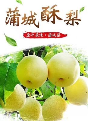 蒲城县 陕西蒲城酥梨皮薄多汁