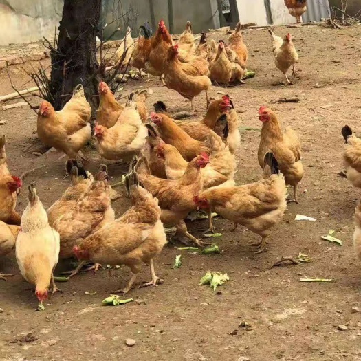 枣阳市 鸡苗，土鸡苗皖南黄火热预订中
