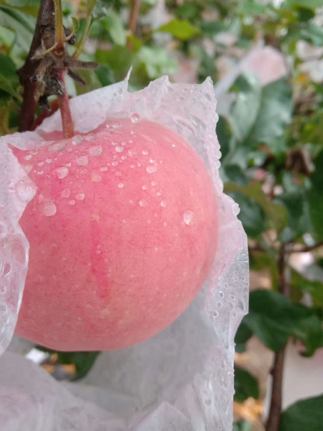 红富士苹果  富士苹果