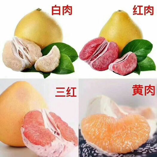 平和县平和蜜柚  正宗平和琯溪蜜柚，四大名柚，四个颜色混搭，一件尝遍四色蜜柚