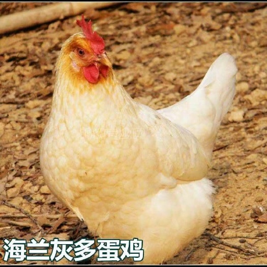 南宁 海蓝灰多蛋鸡苗，成活高，包打预苗