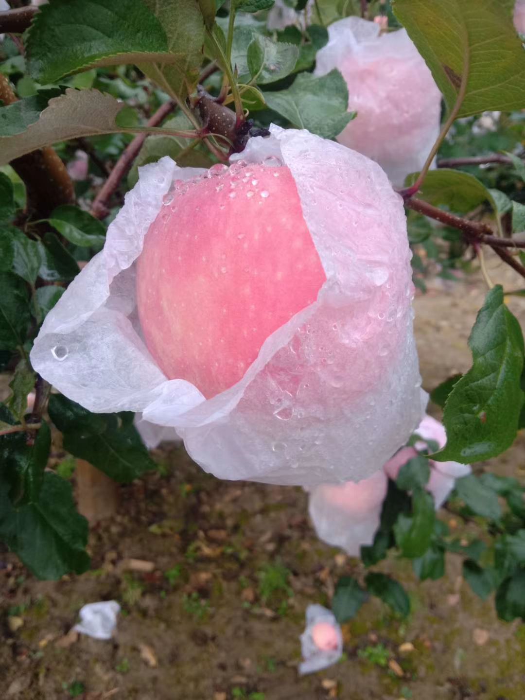 红富士苹果  富士苹果