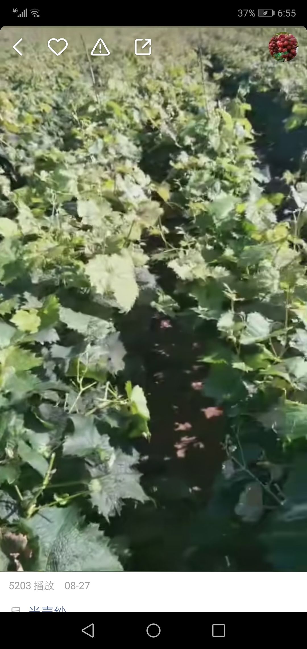 冰美人葡萄苗 北冰红葡萄，抗寒零下38度 ，纯度，保成活，死苗补发