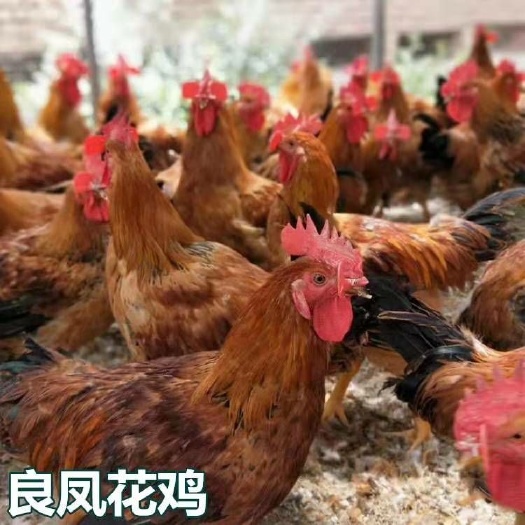 南宁 良凤花鸡苗，成活高，包打预苗