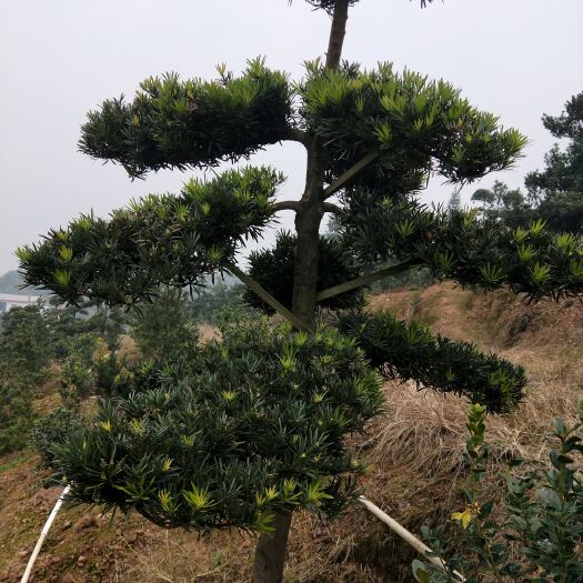 孝感 罗汉松