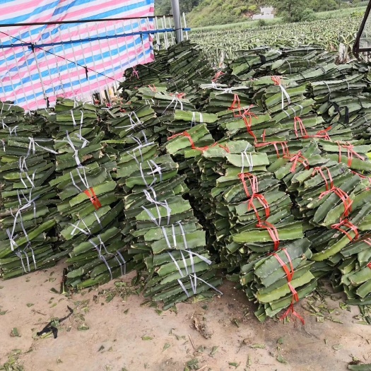 景洪市红心火龙果苗  火龙果嫁接砧木普通火龙果枝条