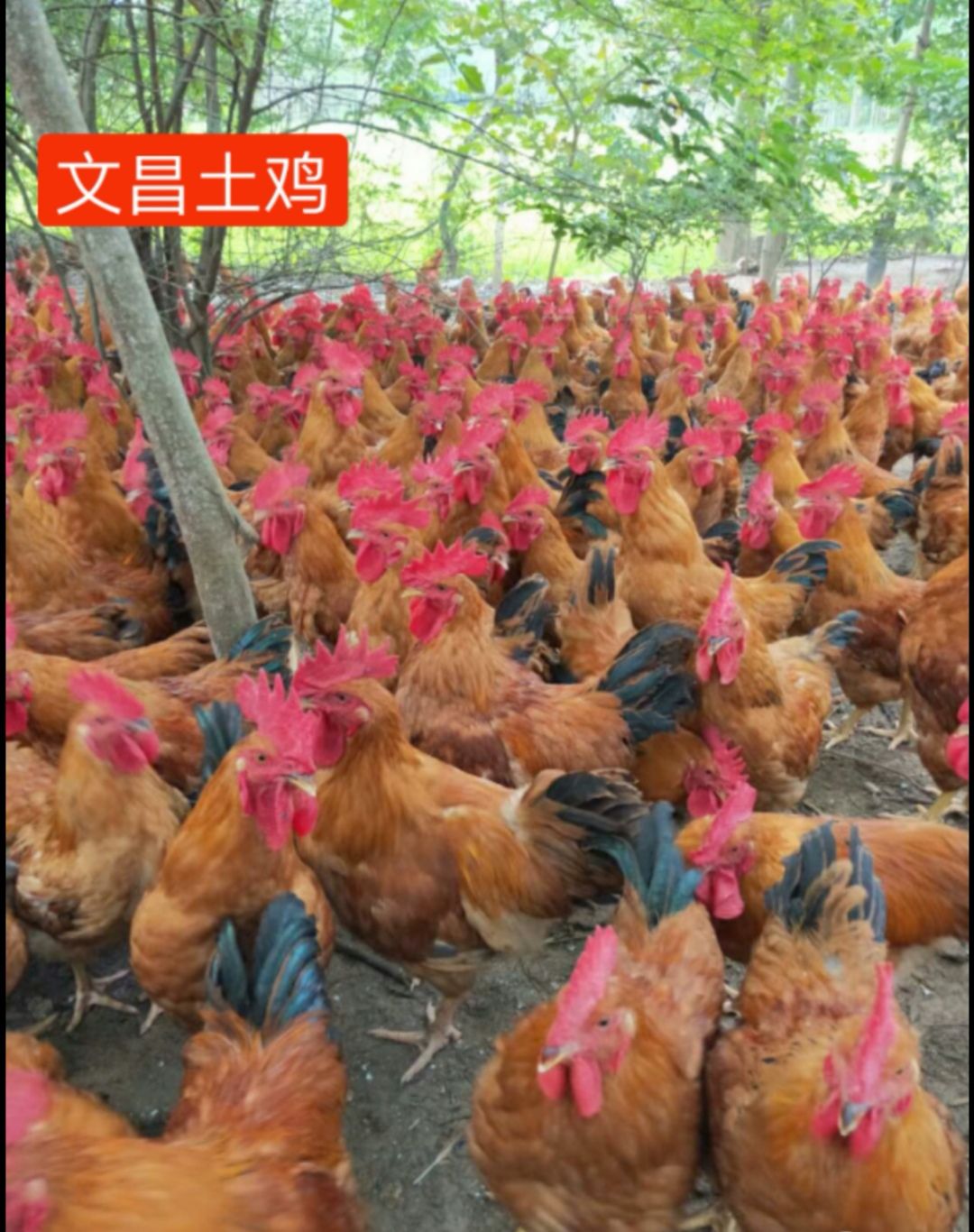 文昌鸡苗，包打疫苗，包活到家，诚信孵化场