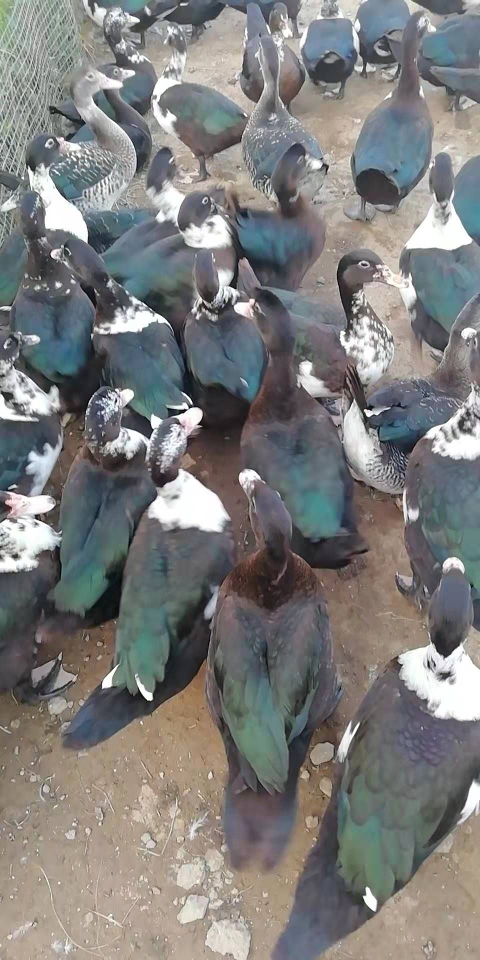 黑番鸭苗 长期有货黑番