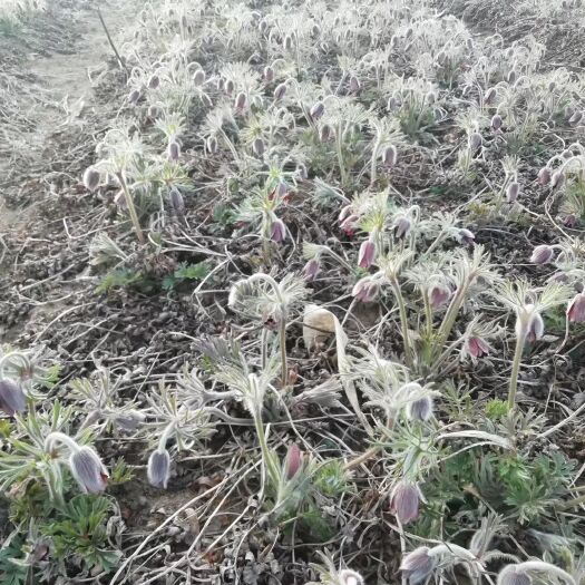 白头翁种苗 出售预定秋季移栽药材小苗！条形朱砂点苍术小苗等！