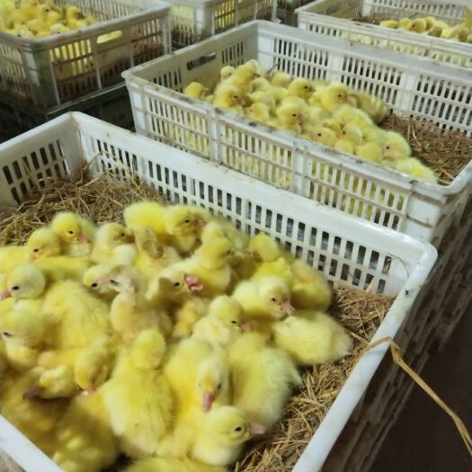 沭阳县 常年供应三花鹅苗，泰州鹅苗