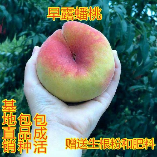 平邑县早露蟠桃苗 基地直销 包品种 包成活 包嫁接 死苗可以补发