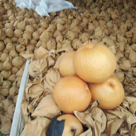 沂水县 大量梨批发