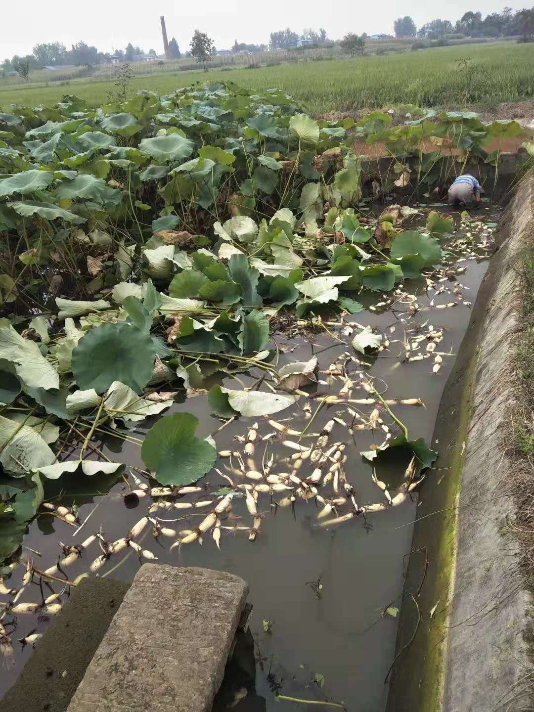 塘藕 前一年养的鱼,今年种的藕巴适得很