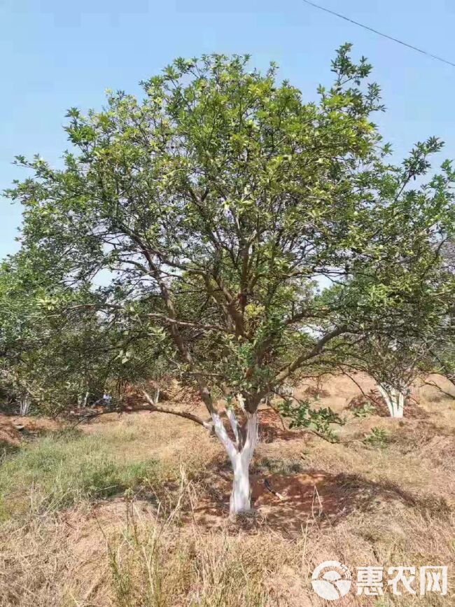 香橼树 丛生香泡