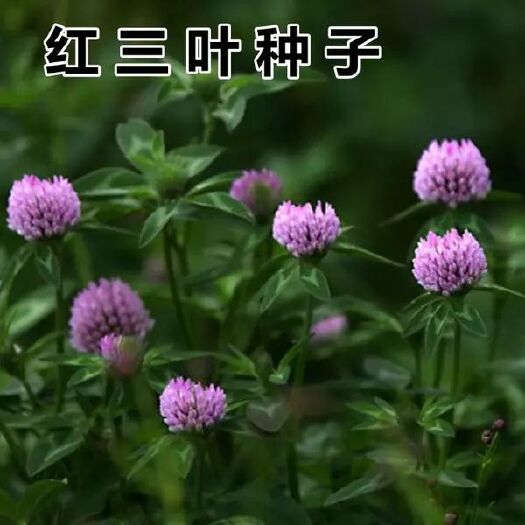 沭阳县白三叶草种子 红三叶草种籽 四季青多年生草坪果园绿肥牧草草籽