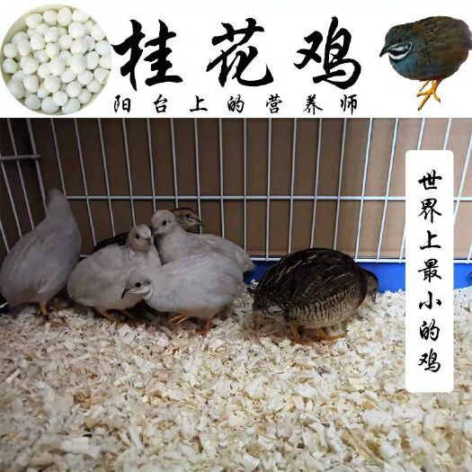 临沭县土鹌鹑蛋 孵化 散装