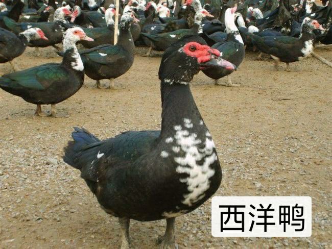 南宁西洋鸭苗