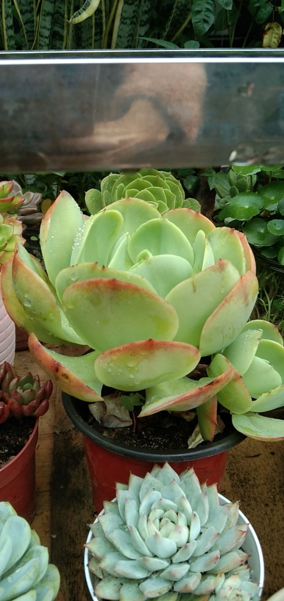 多肉植物 鸡蛋碧桃 老桩群生 状态 好