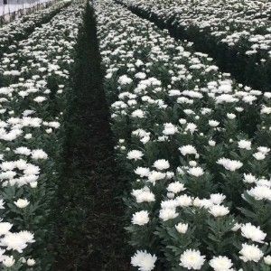 新沂市 唐店万亩菊花种植基地