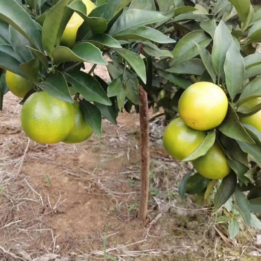 崇左 红江橙