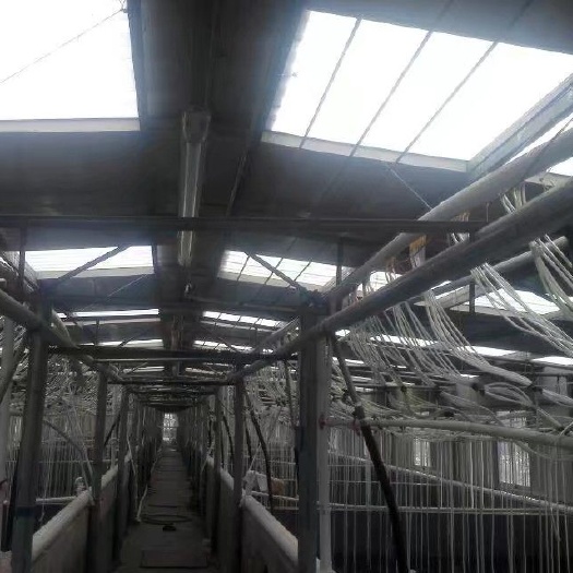 养殖大棚 场地出租，原来是虾苗场，有8亩鱼塘，3条车间80个水泥池