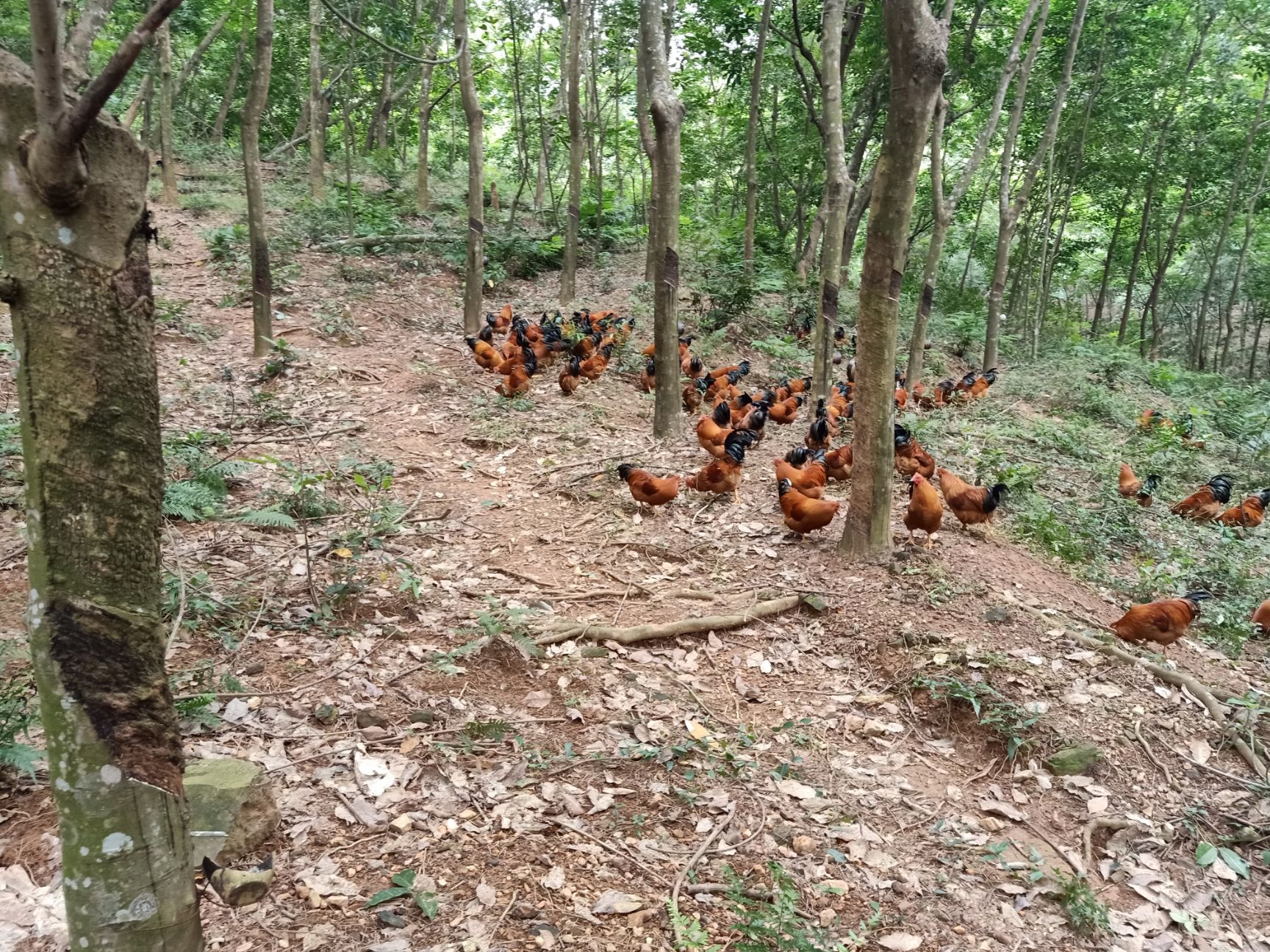  散养土鸡