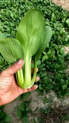 曹县 精品油菜