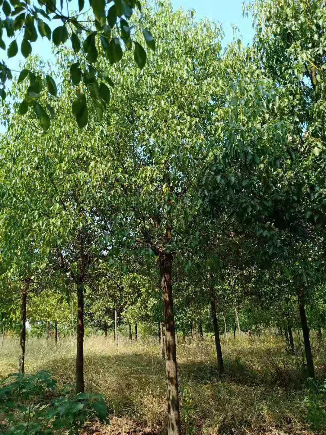  香樟树，单杆，丛生多杆，规格齐全