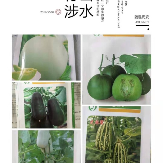 莘县 博洋系列甜瓜种子