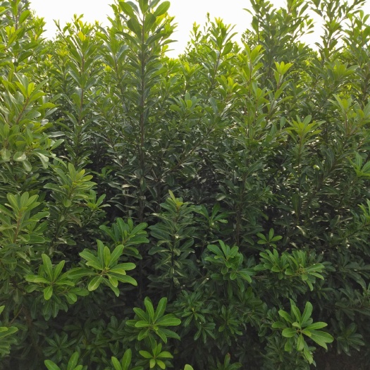 余姚市 正宗宁波慈溪市荸荠种杨梅树苗