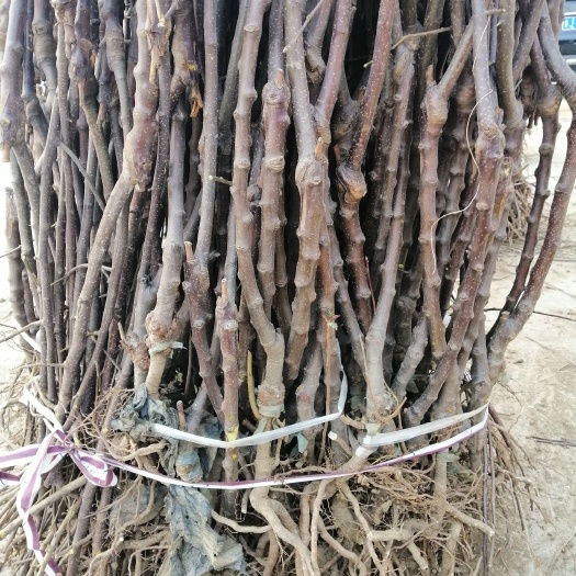 泰安 苹果苗，矮化红富士苹果苗
