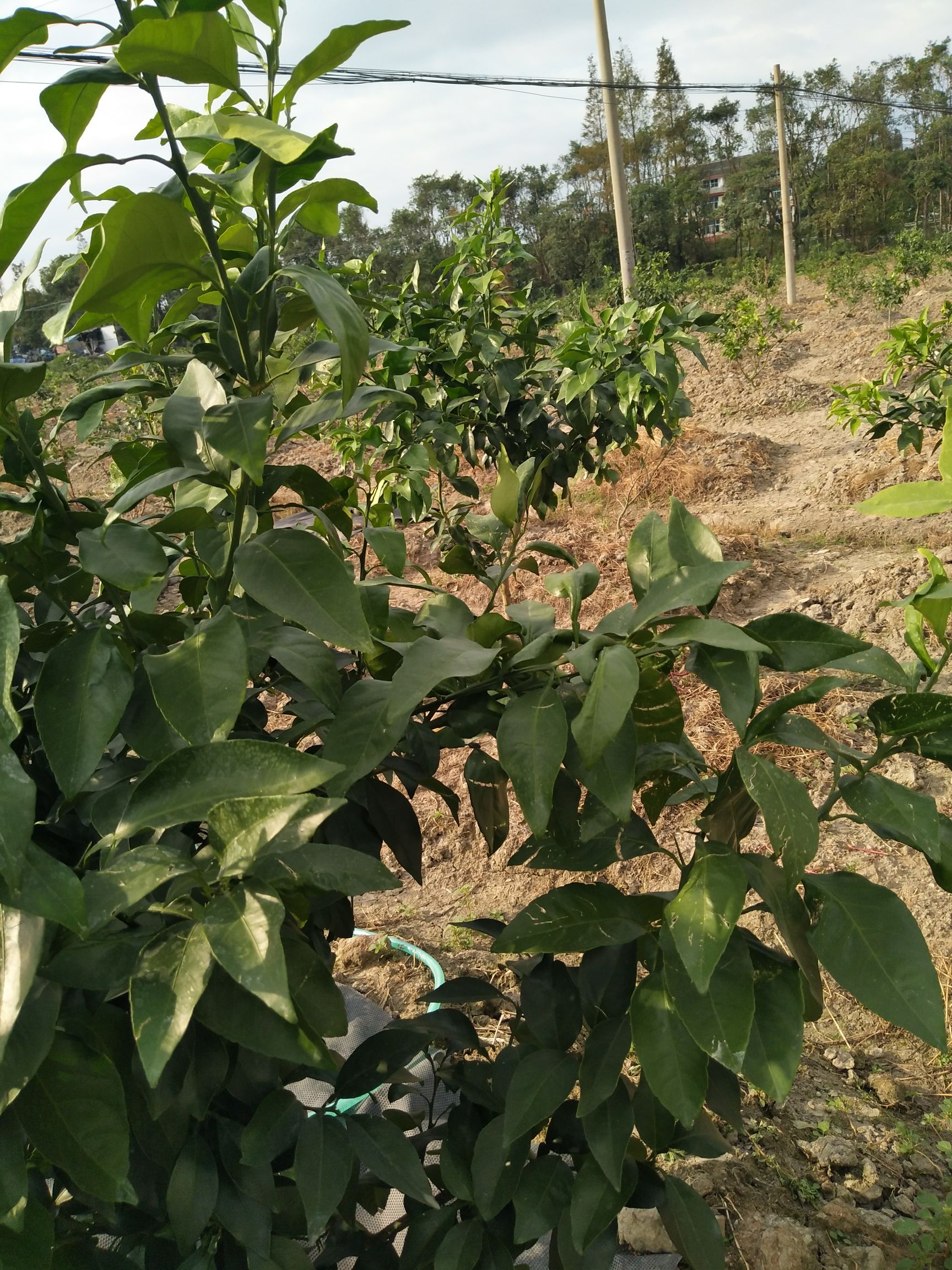 水田 现有田地60亩左右，栽植柑橘，