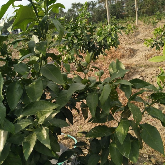 温岭市水田 现有田地60亩左右，栽植柑橘，